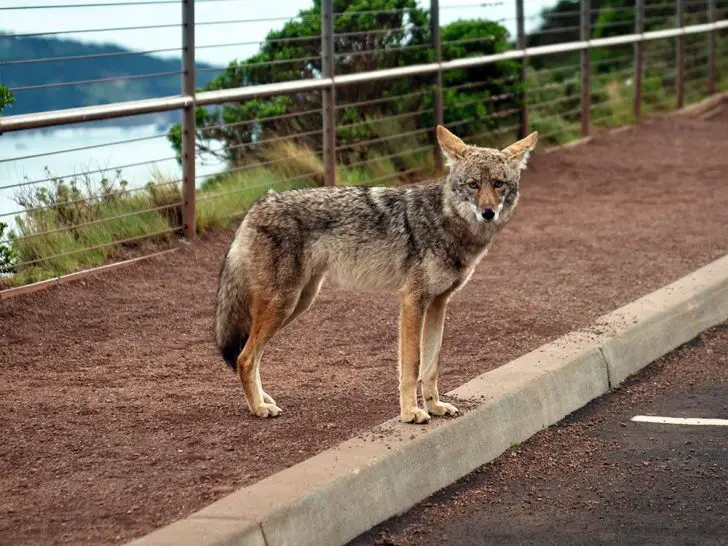 What to do if you see a group of coyotes?